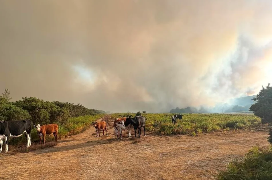 A group of cows stands on a dirt path in a green field, with large clouds of smoke rising in the background, suggesting a wildfire nearby.